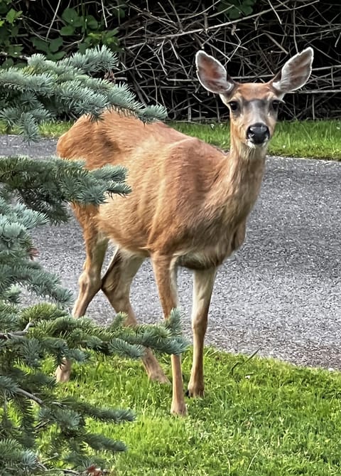 Deer Visit the Yard Several Times Daily
