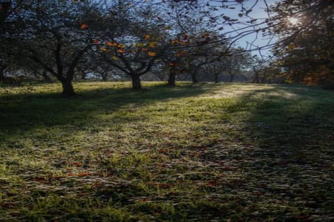 Region [summer] (&gt;5 km)