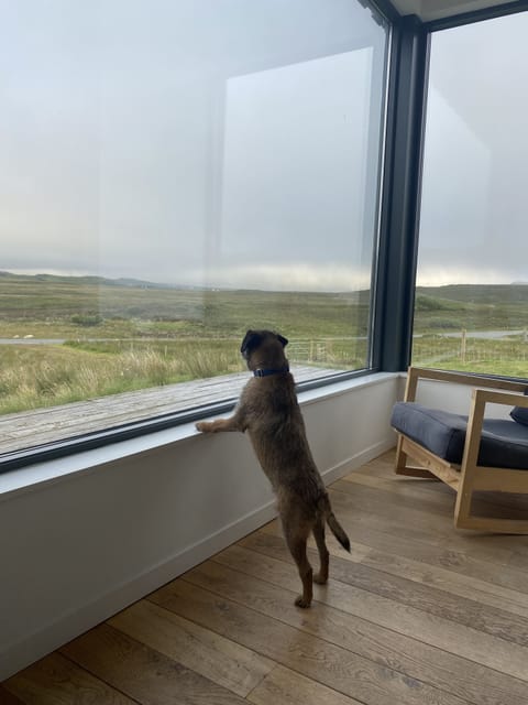 Jasper the terrier looking at the sheep