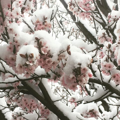 Blossoms in the snow in Downtown Flagstaff