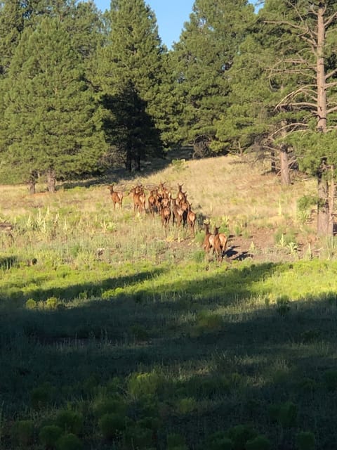 Elk herd sighting near Campbell Mesa Trail System in Flagstaff, AZ