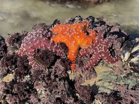 Multi colored starfish seen at the Point on  Strands Beach
