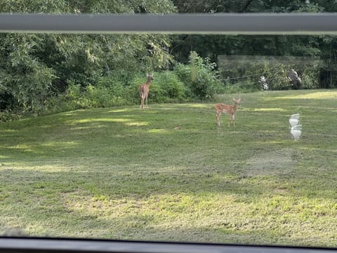 This is the view from the kitchen window. All sorts of wildlife to observe!