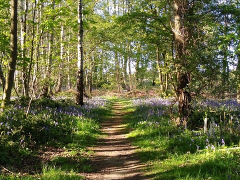 Bluebell Woods