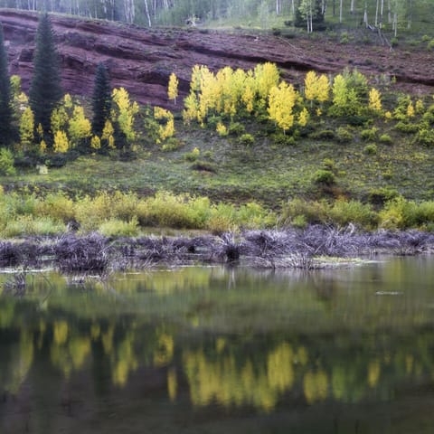 Beaver pond in fall. 