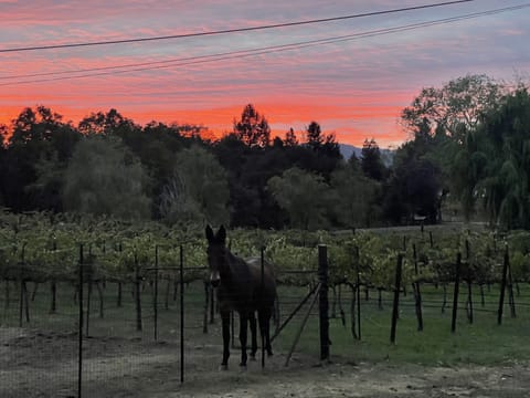 Miss Pickles, one of our mules, sunset view and view of front vineyard…