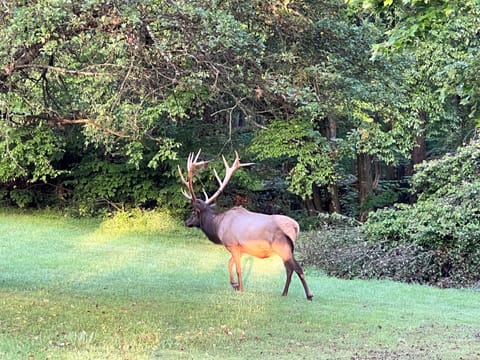 Nice bull in the side yard.