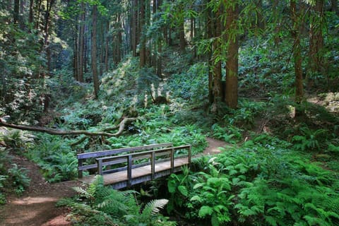 Purisima Creek Redwoods Preserve