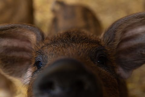 Bio-Bauernhof Stelza Nature Chalet