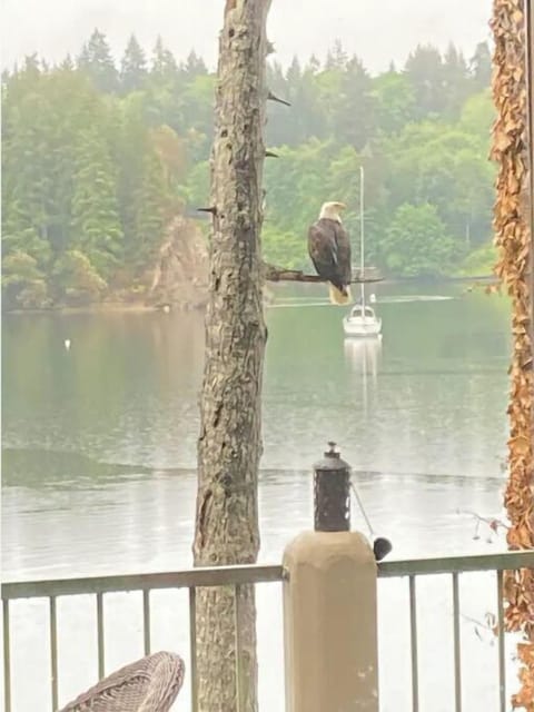 Eagles enjoy standing on this tree.