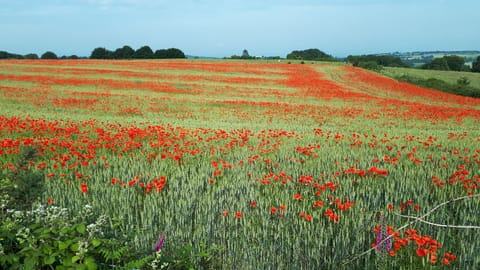 A typical wheat field in summer