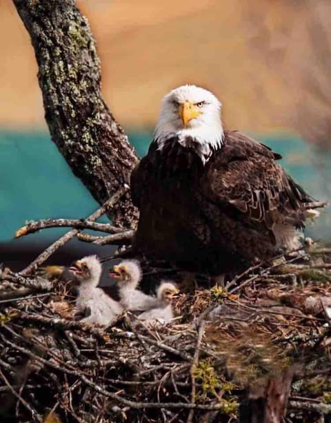 Take In Beautiful Wildlife