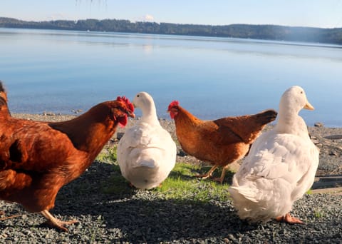 Chickens and ducks roam free on the property