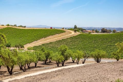 Vineyard Views, and just minutes to Downtown