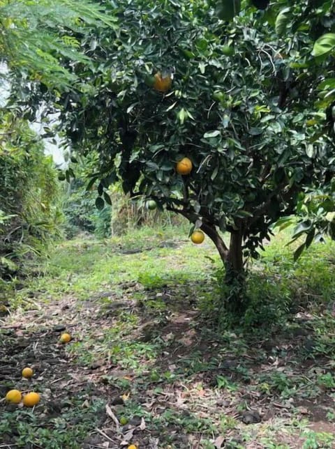 Orange tree, just one of a myriad of tropical fruit trees on the property.