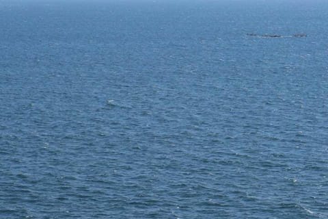 watch whales from your balcony