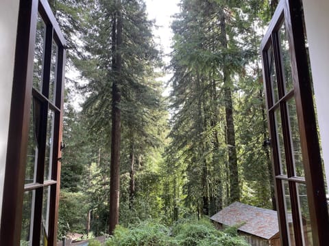 view of the redwoods from a living room window.