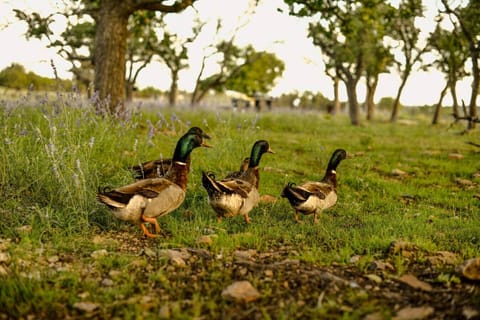 Meet our friendly ranch animals during your Fredericksburg stay.