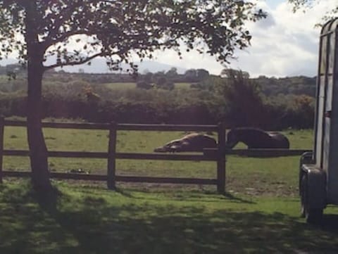 Our horses snoozing!