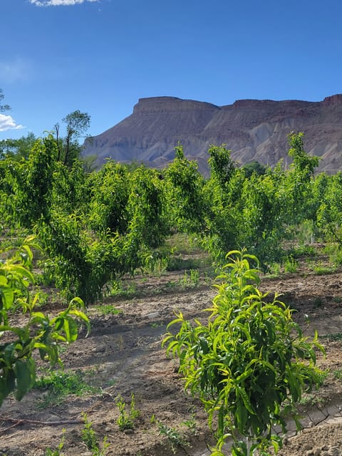 View of Mt. Garfield from the orchard.