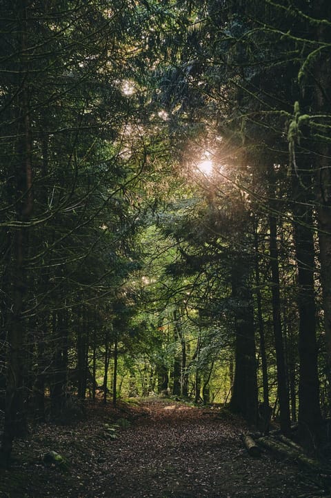 The woodlands at Roupel East Wing, Devon