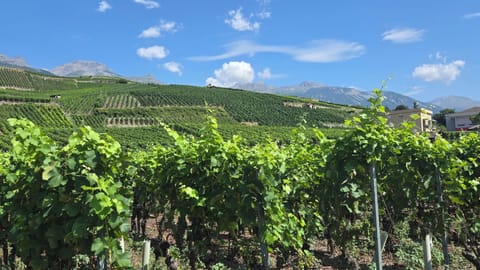Local vineyards in Sierre in Summer