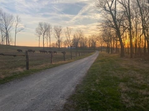 Lane from the cabin with bison.