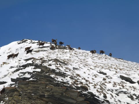 Snow and ski sports