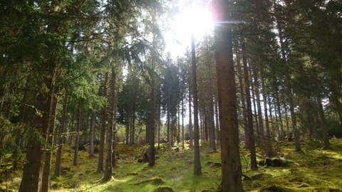 Lots of woodland walks right from your doorstep