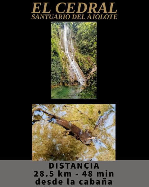 El Cedral - Santuario del Ajolote