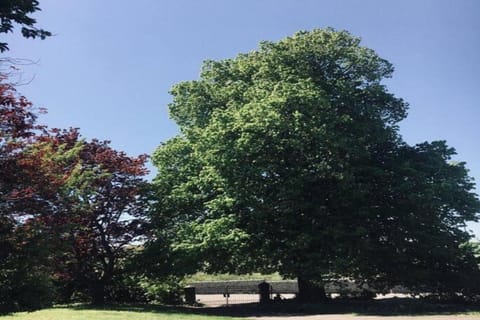 Region [summer] (>5 km)