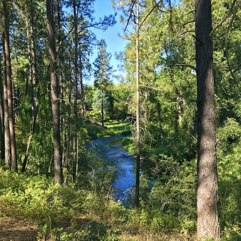 HAYNES in summer:  Walk on forested hiking trails next to this priestine River.