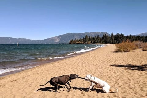 Sun loungers, beach towels