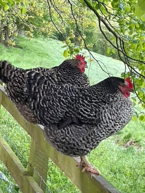 Our free range chickens - we will leave you some eggs to welcome you!
