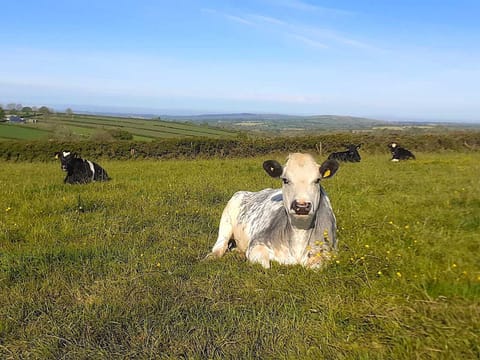 Walking around the farm