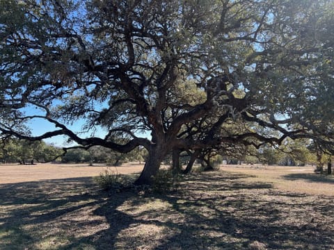 Majestic Oak