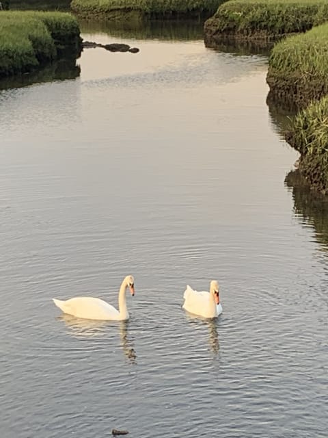 Swans in near by creek