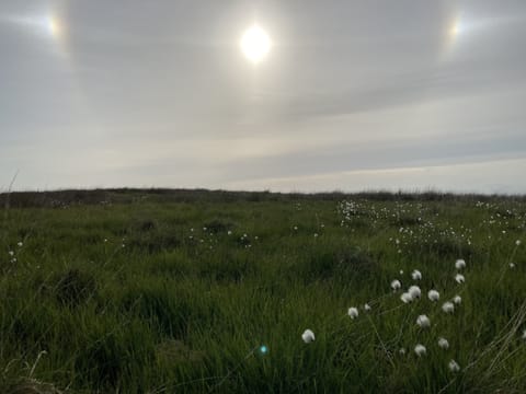 Fellside view 2022. Sun Dogs and cotton grass