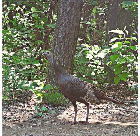 A wild turkey wandered up our driveway.  We have a lot of turkey on our ridge.