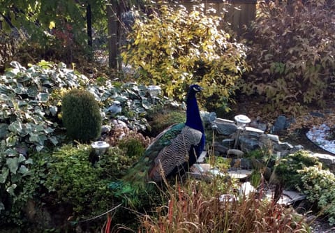 We had a wandering peacock visit us last year 