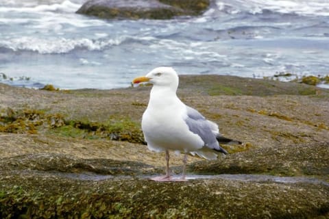 Region [summer] (&gt;5 km)