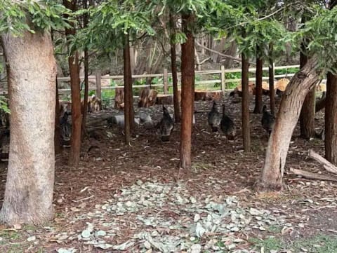 Wild turkeys like to hang out here.