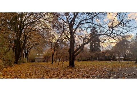 Looking toward the street as the orchard prepares for the winter.