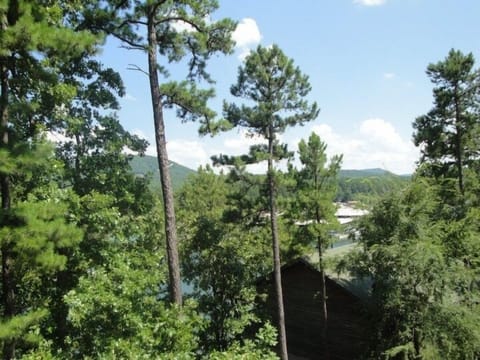 Vegetation, Grove, Land, Nature, Outdoors