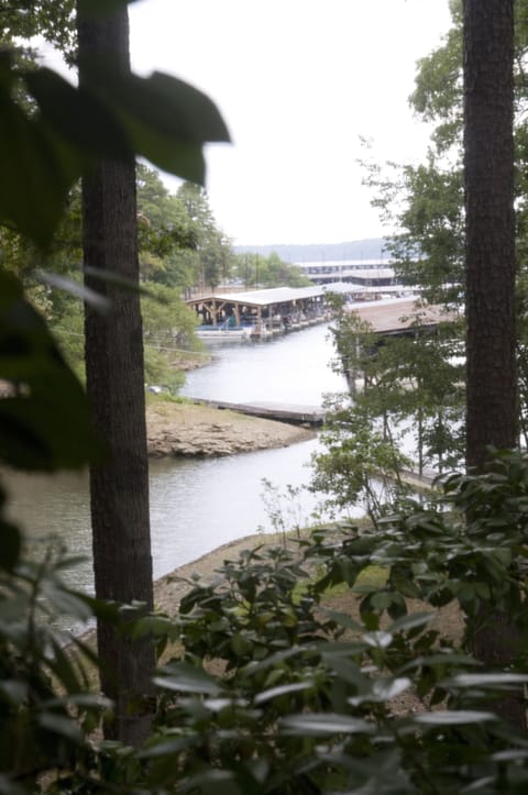 Tree, Tree Trunk, Outdoors, Nature, Scenery