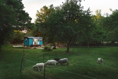 Your Own Flock of Ryland Sheep