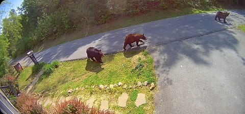 Bears visit daily, lock all doors (they're known to open car's doors!)