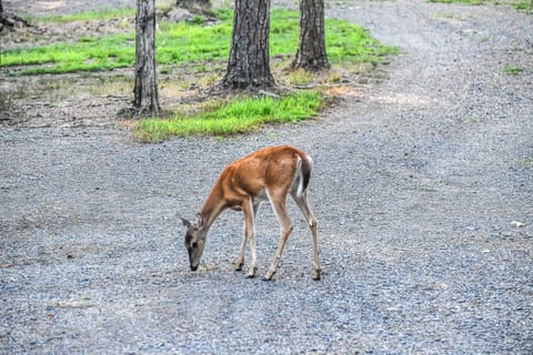 Local neighbors graze on circular driveway in front yard!