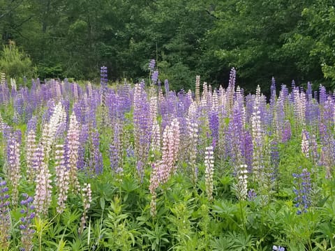 Summer lupines