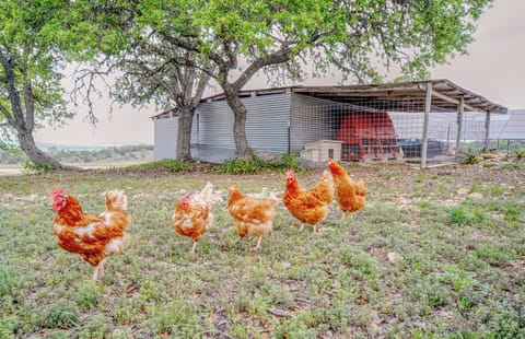 Chickens On-Site | Complimentary Fresh Eggs (Upon Request)